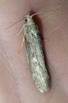 Lamoria zelleri