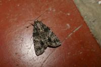 Acronicta rumicis