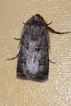 Agrotis bigramma