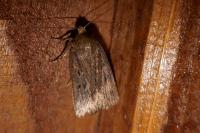 Amphipyra tragopoginis