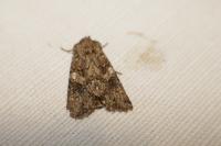 Anarta pugnax