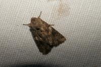 Anarta pugnax