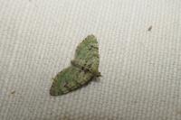 Chloroclystis v-ata