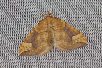 Eulithis populata