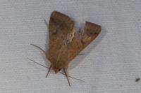 Helicoverpa armigera