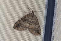 Hydriomena furcata