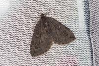 Hydriomena furcata