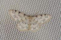 Idaea contiguaria