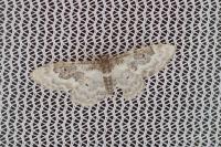 Idaea rusticata
