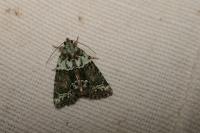 Cryphia algae
