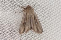Leucania comma