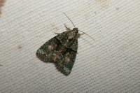 Cryphia