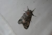 Drymonia querna