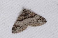 Pareulype berberata berberata