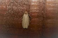 Ematheudes punctella