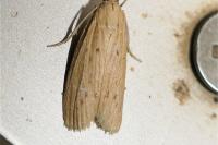 Ematheudes punctella