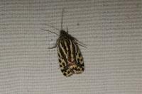Emmelia trabealis