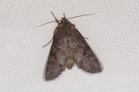 Polia bombycina