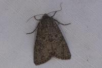Polia serratilinea