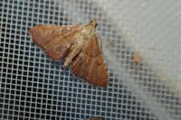 Endotricha flammealis