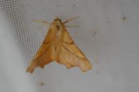 Ennomos fuscantaria