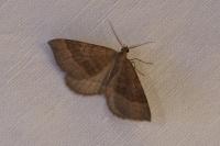Scotopteryx chenopodiata
