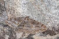 Alcis repandata