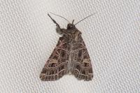 Sideridis reticulata