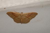 Idaea rubraria