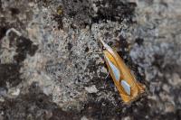 Catoptria pinella