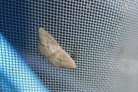 Idaea mediaria