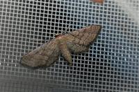Idaea infirmaria