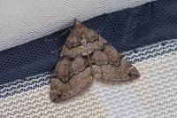 Thera cognata