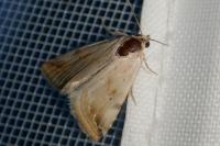 Eublemma ostrina