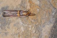 Etiella zinckenella