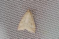 Udea lutealis