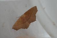 Gerinia honoraria