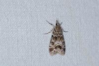 Eudonia mercurella