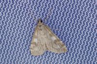 Udea olivalis