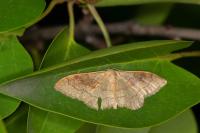 Idaea rubraria