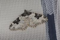 Xanthorhoe fluctuata