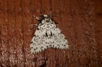 Lymantria monacha