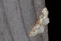 Idaea rusticata