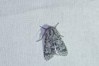 Acronicta euphorbiae