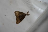 Lymantria dispar