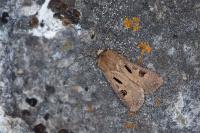 Agrotis exclamationis exclamationis