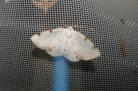 Lomographa bimaculata