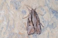 Bryophila raptricula
