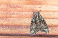 Cryphia algae