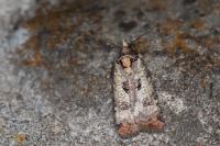 Epilecta linogrisea